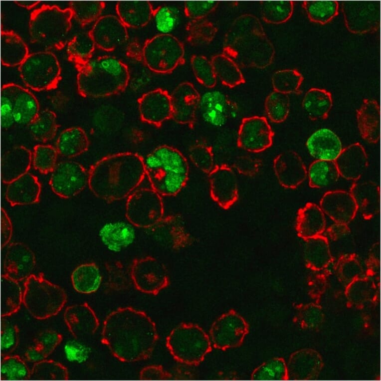 Immunofluorescence - Anti-Nucleophosmin Antibody [NPM1/3286] - BSA and Azide free (A252708) - Antibodies.com