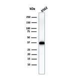 Western Blot - Anti-Nucleophosmin Antibody [NPM1/3286] - BSA and Azide free (A252708) - Antibodies.com