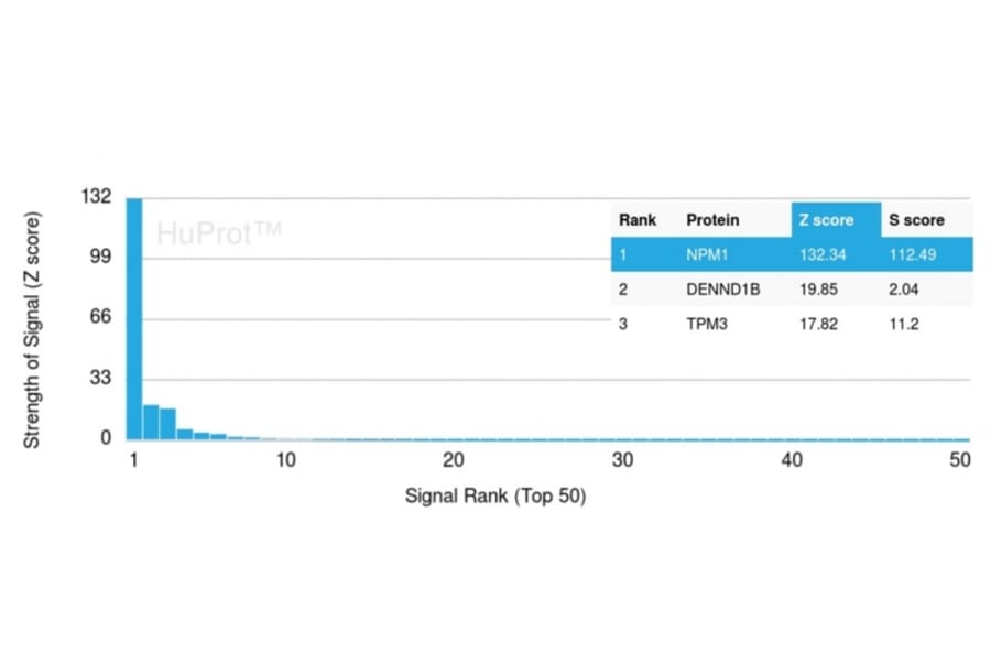 Protein Array - Anti-Nucleophosmin Antibody [NPM1/3287] - BSA and Azide free (A252708) - Antibodies.com
