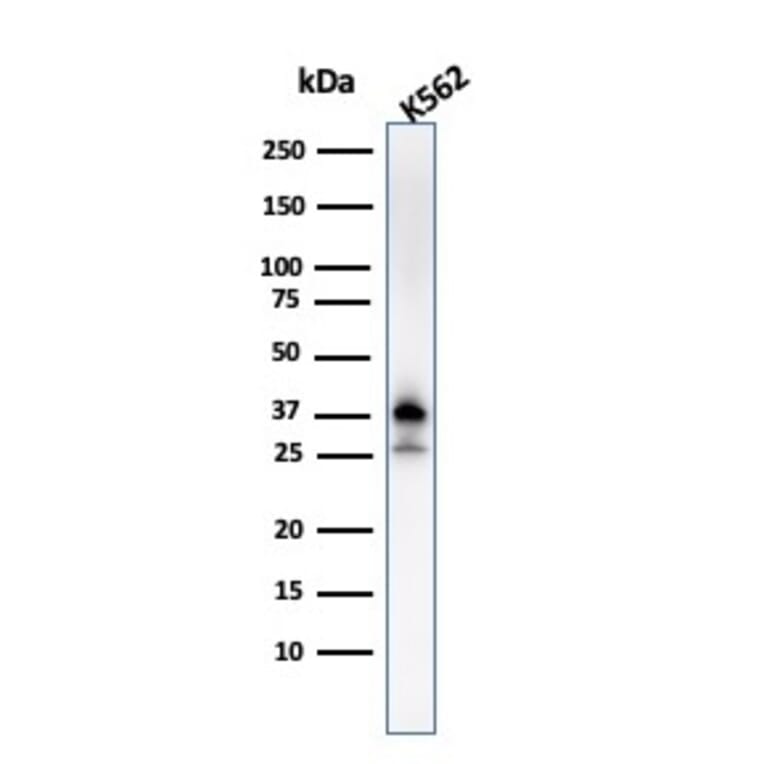 Western Blot - Anti-Nucleophosmin Antibody [NPM1/3287] - BSA and Azide free (A252709) - Antibodies.com