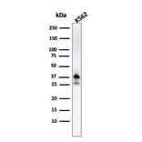 Western Blot - Anti-Nucleophosmin Antibody [NPM1/3287] - BSA and Azide free (A252709) - Antibodies.com