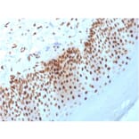 Immunohistochemistry - Anti-Nucleophosmin Antibody [NPM1/3398] - BSA and Azide free (A252710) - Antibodies.com