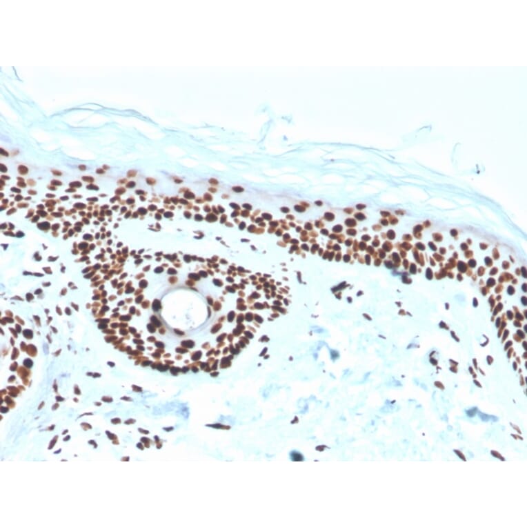 Immunohistochemistry - Anti-Nucleophosmin Antibody [rNPM1/1901] - BSA and Azide free (A252711) - Antibodies.com