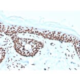 Immunohistochemistry - Anti-Nucleophosmin Antibody [rNPM1/1901] - BSA and Azide free (A252711) - Antibodies.com