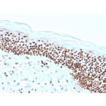 Immunohistochemistry - Anti-Nucleophosmin Antibody [rNPM1/1901] - BSA and Azide free (A252711) - Antibodies.com