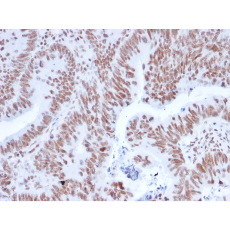 Immunohistochemistry - Anti-NRF1 Antibody [NRF1/2608] - BSA and Azide free (A252712) - Antibodies.com