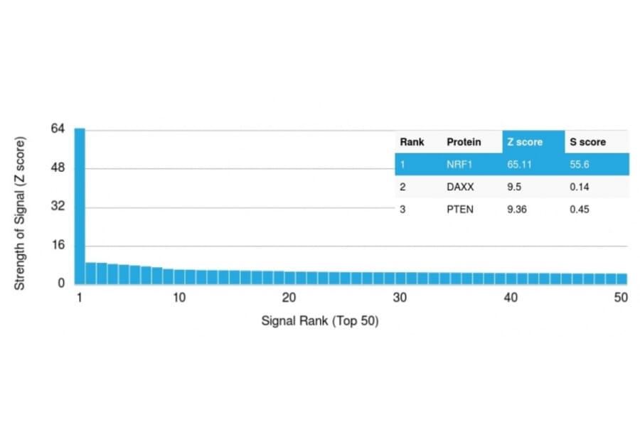Protein Array - Anti-NRF1 Antibody [NRF1/2608] - BSA and Azide free (A252711) - Antibodies.com