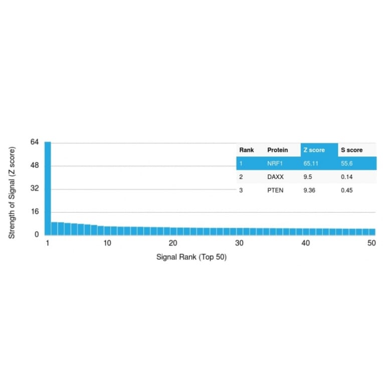 Protein Array - Anti-NRF1 Antibody [NRF1/2608] - BSA and Azide free (A252711) - Antibodies.com