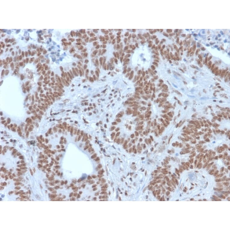 Immunohistochemistry - Anti-NRF1 Antibody [NRF1/2609] - BSA and Azide free (A252712) - Antibodies.com
