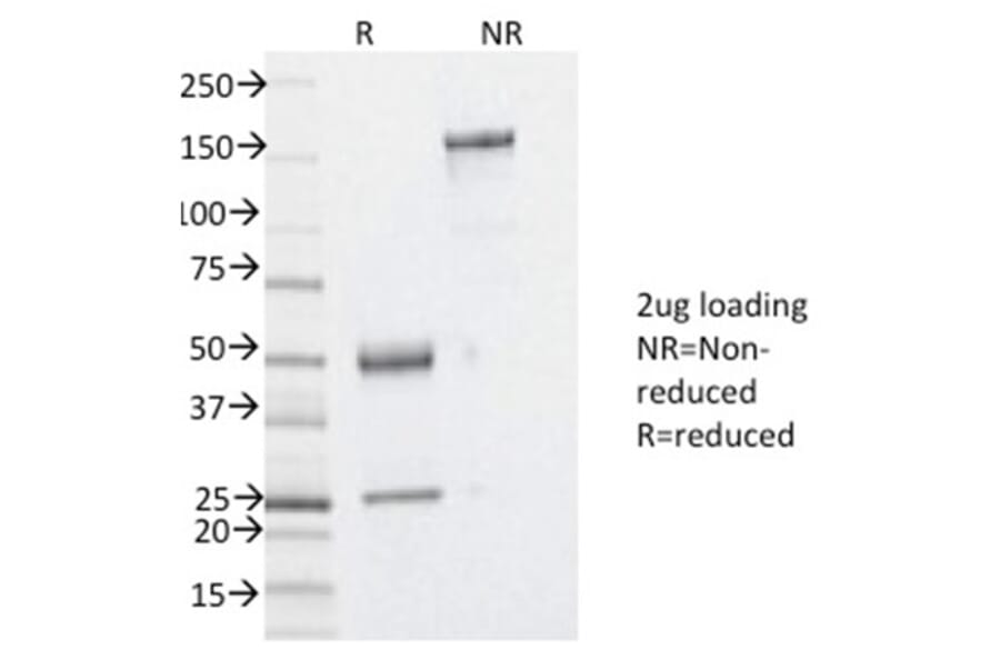 SDS-PAGE - Anti-YB1 Antibody [YBX1/2430] - BSA and Azide free (A252714) - Antibodies.com