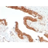 Immunohistochemistry - Anti-CD73 Antibody [NT5E/2503] - BSA and Azide free (A252716) - Antibodies.com