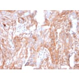 Immunohistochemistry - Anti-CD73 Antibody [NT5E/2503] - BSA and Azide free (A252716) - Antibodies.com