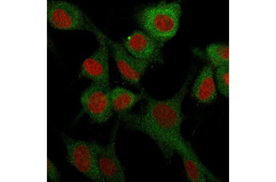 Immunofluorescence - Anti-CD73 Antibody [NT5E/2503] - BSA and Azide free (A252716) - Antibodies.com