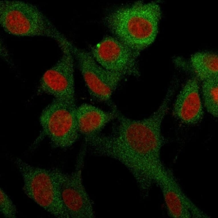 Immunofluorescence - Anti-CD73 Antibody [NT5E/2503] - BSA and Azide free (A252716) - Antibodies.com