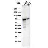 Western Blot - Anti-CD73 Antibody [NT5E/2503] - BSA and Azide free (A252716) - Antibodies.com