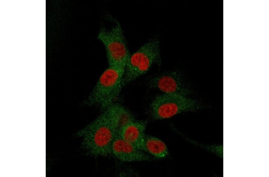 Immunofluorescence - Anti-CD73 Antibody [NT5E/2505] - BSA and Azide free (A252717) - Antibodies.com