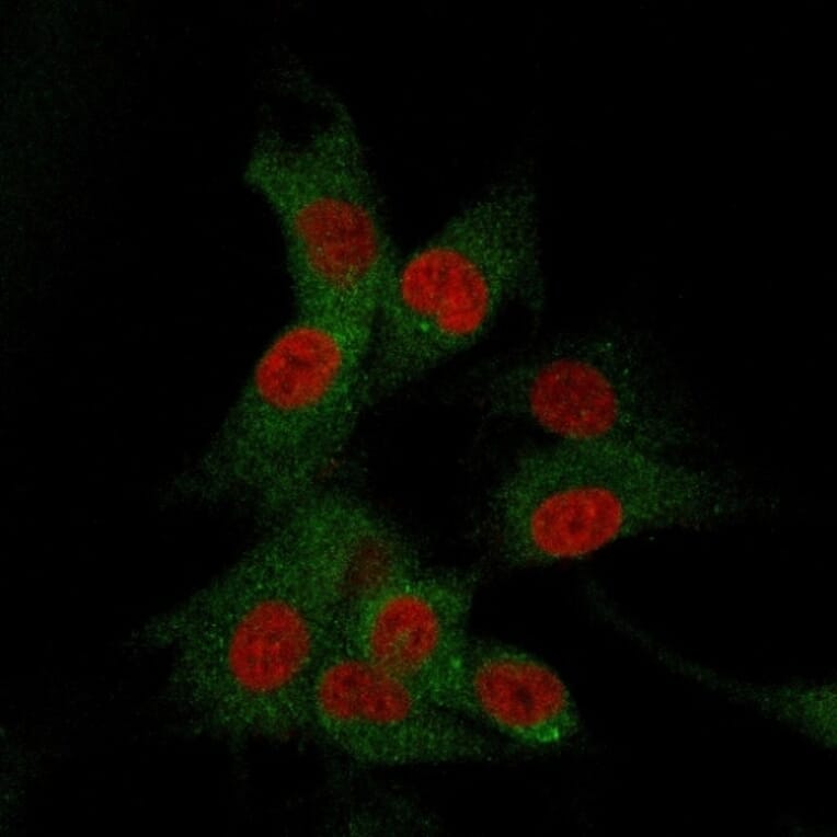 Immunofluorescence - Anti-CD73 Antibody [NT5E/2505] - BSA and Azide free (A252717) - Antibodies.com