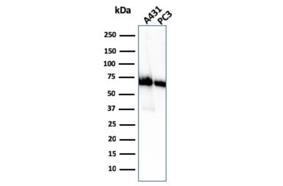 Western Blot - Anti-CD73 Antibody [NT5E/2505] - BSA and Azide free (A252717) - Antibodies.com