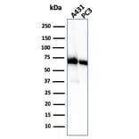 Western Blot - Anti-CD73 Antibody [NT5E/2505] - BSA and Azide free (A252717) - Antibodies.com