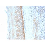 Immunohistochemistry - Anti-CD73 Antibody [NT5E/2545] - BSA and Azide free (A252718) - Antibodies.com