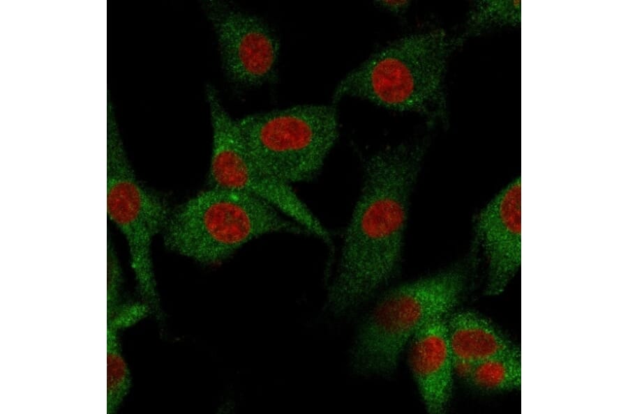 Immunofluorescence - Anti-CD73 Antibody [NT5E/2545] - BSA and Azide free (A252718) - Antibodies.com