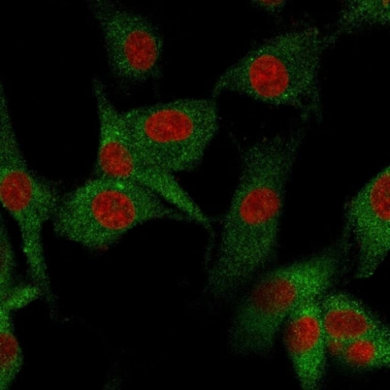 Immunofluorescence - Anti-CD73 Antibody [NT5E/2545] - BSA and Azide free (A252718) - Antibodies.com