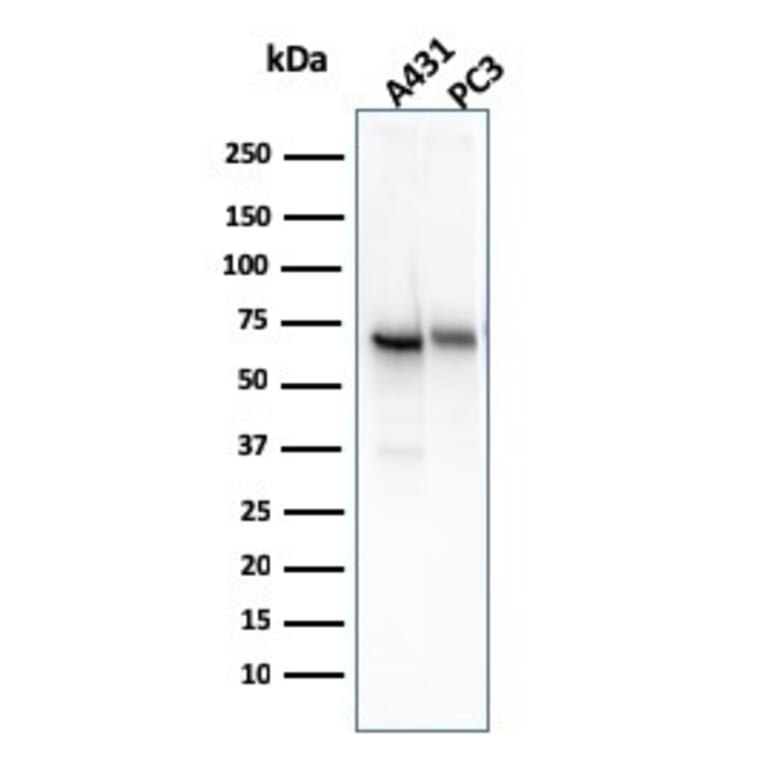 Western Blot - Anti-CD73 Antibody [NT5E/2545] - BSA and Azide free (A252718) - Antibodies.com