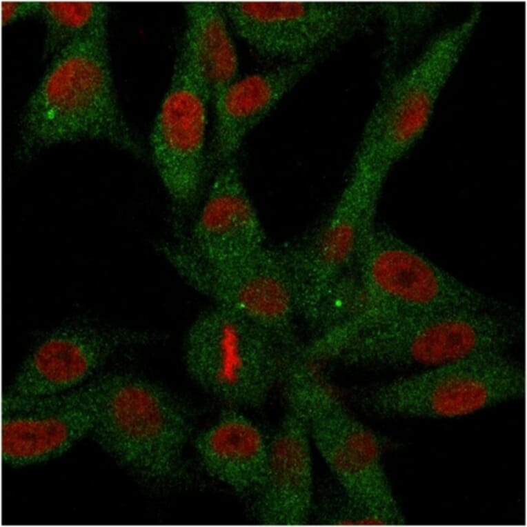 Immunofluorescence - Anti-CD73 Antibody [NT5E/2646] - BSA and Azide free (A252719) - Antibodies.com