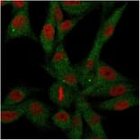 Immunofluorescence - Anti-CD73 Antibody [NT5E/2646] - BSA and Azide free (A252719) - Antibodies.com