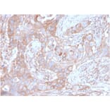 Immunohistochemistry - Anti-CD73 Antibody [NT5E/2646] - BSA and Azide free (A252719) - Antibodies.com