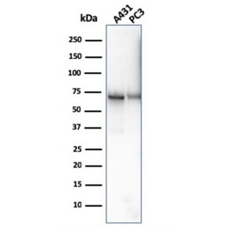 Western Blot - Anti-CD73 Antibody [NT5E/2646] - BSA and Azide free (A252719) - Antibodies.com