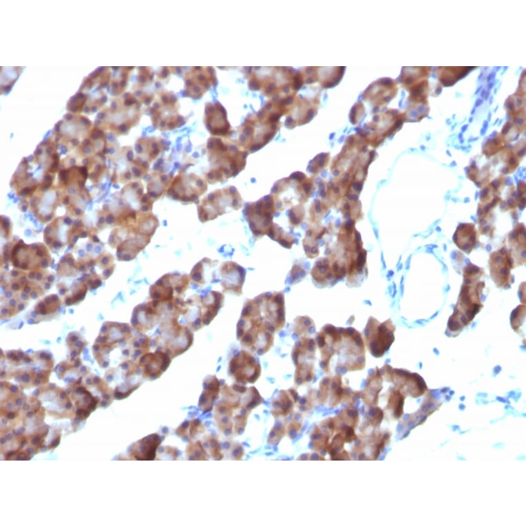 Immunohistochemistry - Anti-Ornithine Decarboxylase Antibody [ODC1/485] - BSA and Azide free (A252722) - Antibodies.com