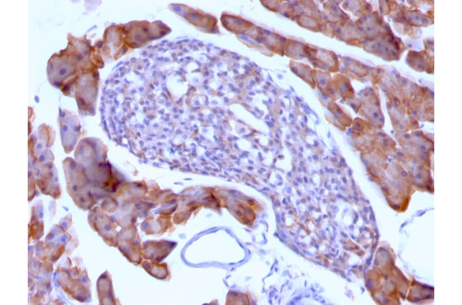 Immunohistochemistry - Anti-Ornithine Decarboxylase Antibody [ODC1/485] - BSA and Azide free (A252722) - Antibodies.com