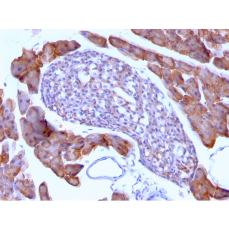 Immunohistochemistry - Anti-Ornithine Decarboxylase Antibody [ODC1/485] - BSA and Azide free (A252722) - Antibodies.com