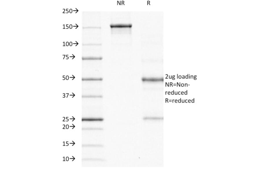SDS-PAGE - Anti-Ornithine Decarboxylase Antibody [ODC1/485] - BSA and Azide free (A252722) - Antibodies.com