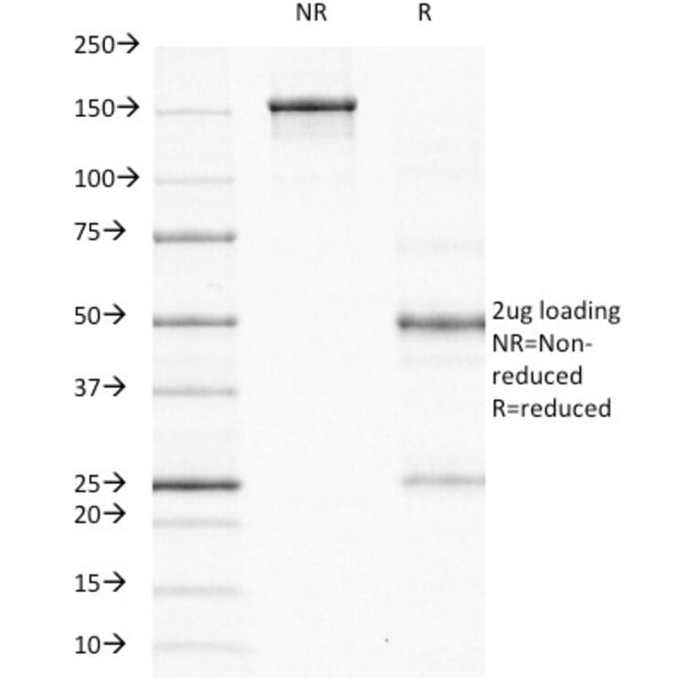 SDS-PAGE - Anti-Ornithine Decarboxylase Antibody [ODC1/485] - BSA and Azide free (A252722) - Antibodies.com