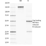 SDS-PAGE - Anti-Ornithine Decarboxylase Antibody [ODC1/485] - BSA and Azide free (A252722) - Antibodies.com