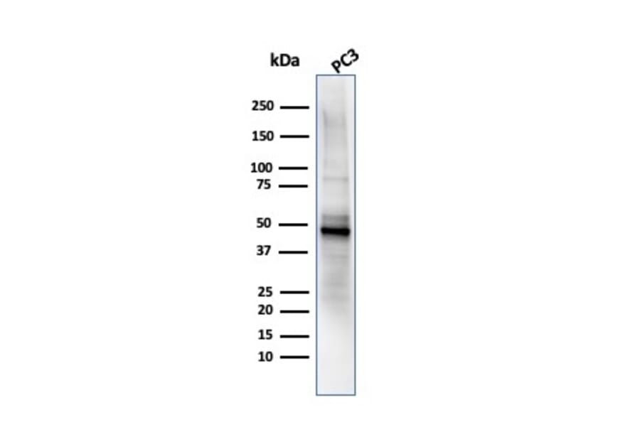 Western Blot - Anti-Ornithine Decarboxylase Antibody [ODC1/485] - BSA and Azide free (A252722) - Antibodies.com