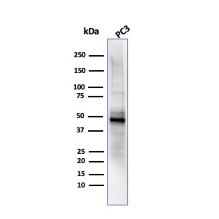 Western Blot - Anti-Ornithine Decarboxylase Antibody [ODC1/485] - BSA and Azide free (A252722) - Antibodies.com