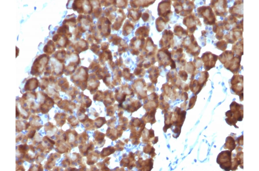 Immunohistochemistry - Anti-Ornithine Decarboxylase Antibody [ODC1/486] - BSA and Azide free (A252724) - Antibodies.com