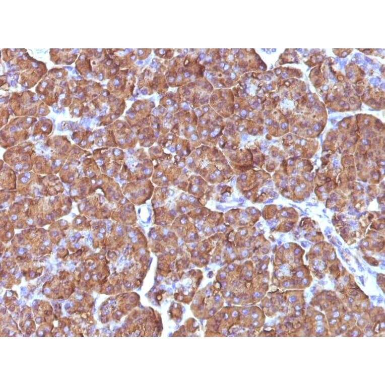 Immunohistochemistry - Anti-Ornithine Decarboxylase Antibody [ODC1/486] - BSA and Azide free (A252723) - Antibodies.com
