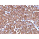 Immunohistochemistry - Anti-Ornithine Decarboxylase Antibody [ODC1/486] - BSA and Azide free (A252723) - Antibodies.com
