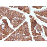 Immunohistochemistry - Anti-Ornithine Decarboxylase Antibody [ODC1/486] - BSA and Azide free (A252724) - Antibodies.com