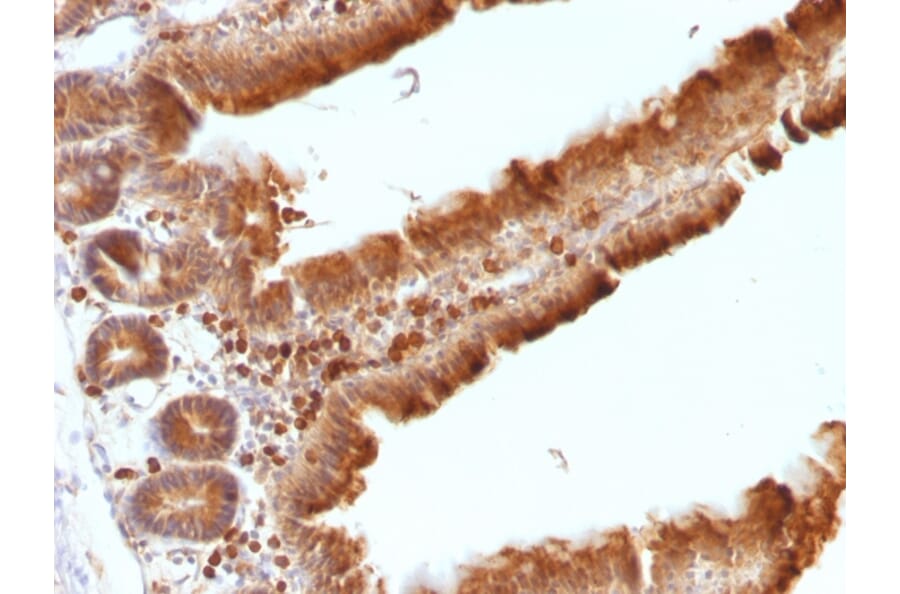 Immunohistochemistry - Anti-Ornithine Decarboxylase Antibody [ODC1/486] - BSA and Azide free (A252724) - Antibodies.com