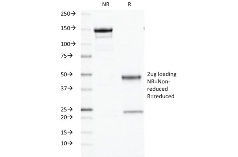 SDS-PAGE - Anti-Ornithine Decarboxylase Antibody [ODC1/486] - BSA and Azide free (A252724) - Antibodies.com