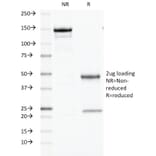 SDS-PAGE - Anti-Ornithine Decarboxylase Antibody [ODC1/486] - BSA and Azide free (A252724) - Antibodies.com