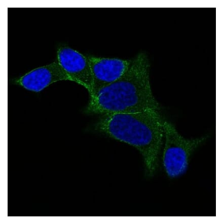 Immunofluorescence - Anti-Ornithine Decarboxylase Antibody [ODC1/487] - BSA and Azide free (A252724) - Antibodies.com