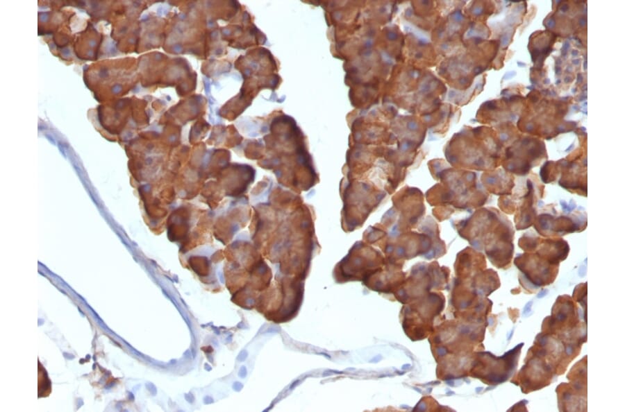 Immunohistochemistry - Anti-Ornithine Decarboxylase Antibody [ODC1/487] - BSA and Azide free (A252725) - Antibodies.com