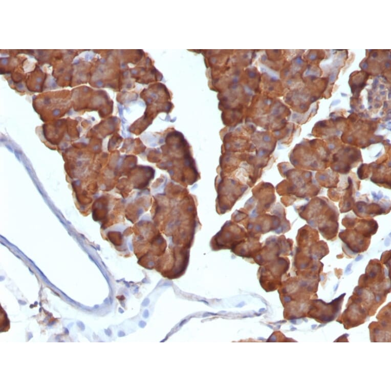 Immunohistochemistry - Anti-Ornithine Decarboxylase Antibody [ODC1/487] - BSA and Azide free (A252725) - Antibodies.com