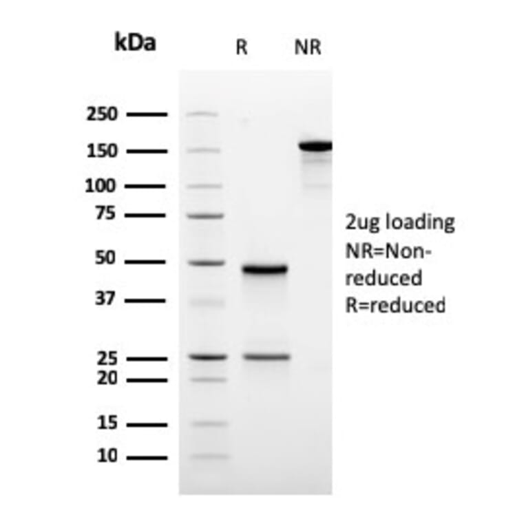 SDS-PAGE - Anti-Ornithine Decarboxylase Antibody [rODC1/485] - BSA and Azide free (A252726) - Antibodies.com